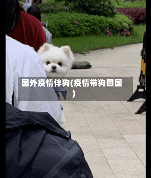 国外疫情伴狗(疫情带狗回国)-第3张图片