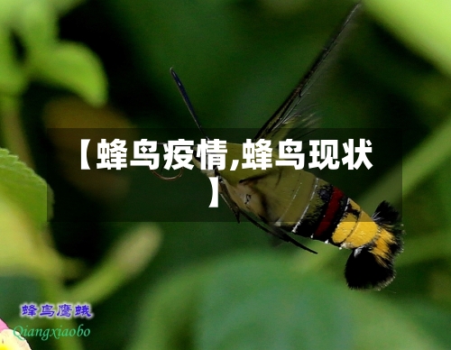【蜂鸟疫情,蜂鸟现状】-第2张图片