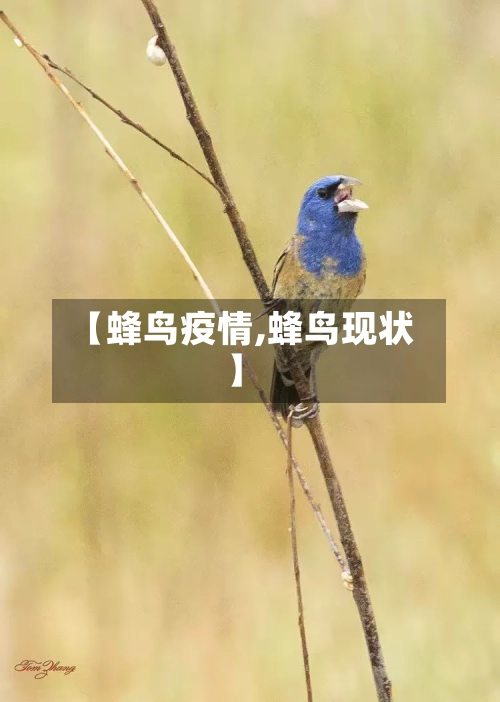 【蜂鸟疫情,蜂鸟现状】-第3张图片