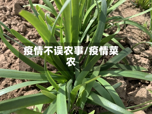 疫情不误农事/疫情菜农-第2张图片