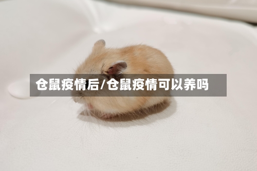 仓鼠疫情后/仓鼠疫情可以养吗