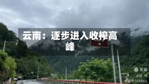 云南:逐步进入收榨高峰