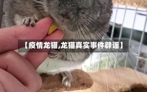【疫情龙猫,龙猫真实事件辟谣】