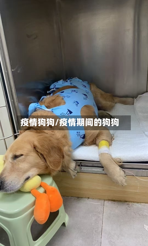 疫情狗狗/疫情期间的狗狗