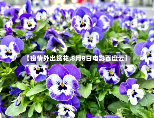 【疫情外出赏花,8月8日电影百度云】