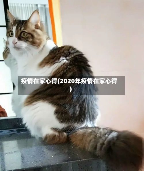 疫情在家心得(2020年疫情在家心得)