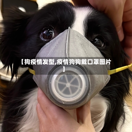 【狗疫情发型,疫情狗狗戴口罩图片】