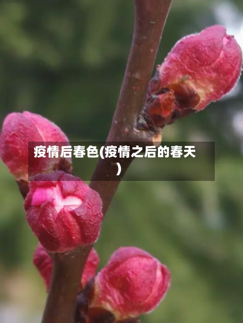 疫情后春色(疫情之后的春天)