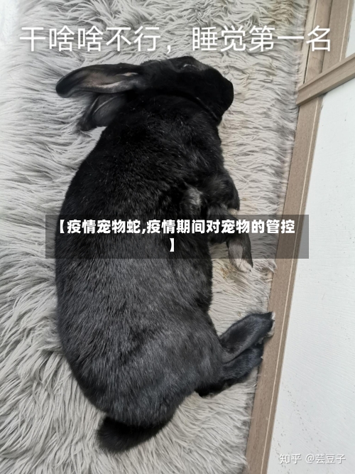 【疫情宠物蛇,疫情期间对宠物的管控】