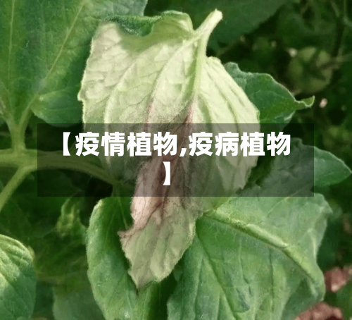 【疫情植物,疫病植物】
