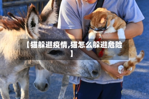 【猫躲避疫情,猫怎么躲避危险】