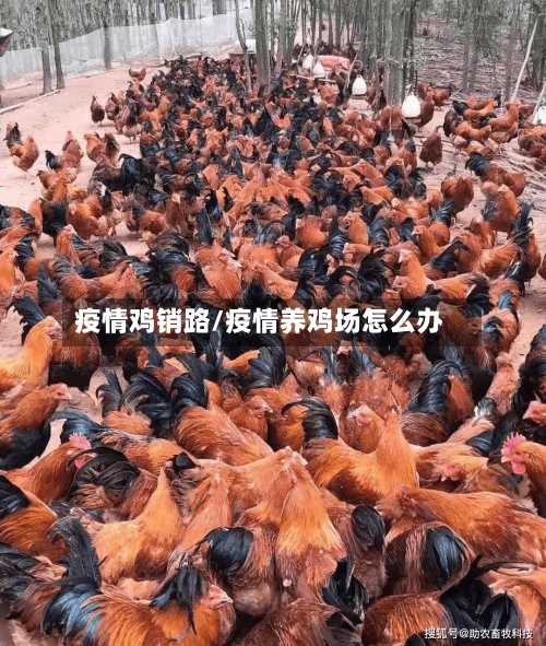 疫情鸡销路/疫情养鸡场怎么办
